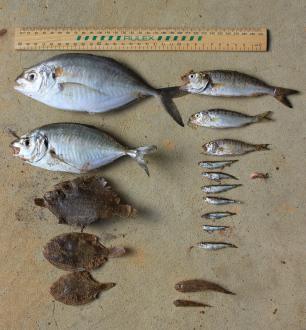11.04.2014 Estuary Opening: Fish death