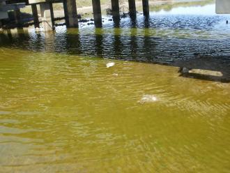 Other: Dead fish at Blackgate road bridge