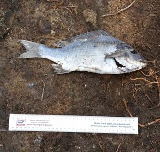 Thompson fish death: Thompson_20160222_fishdeath_1