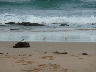 Four adult and one juvenile Hooded Plovers feeding at the closed river mouth