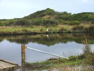 Large white heron on riparian bank downstream from bridge