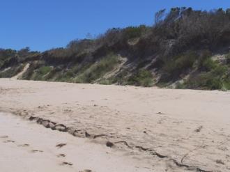Photo of the sand dune directly to the N-E of the toilet block on the foreshore. Beach cutaway in the foreground is very small here. Beach to be further eroded over next 22 months. Next photo.
