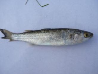 Anglesea Estuary Fish Kill: Yellow Eyed Mullet