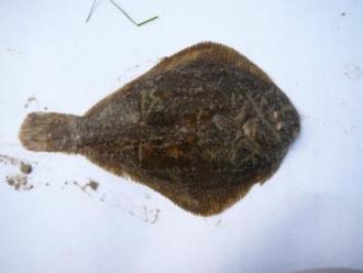 Anglesea Estuary Fish Kill: Flounder