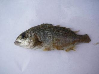 Anglesea Estuary Fish Kill: Black Bream