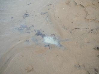 Anglesea Estuary Fish Kill: White cloudy 