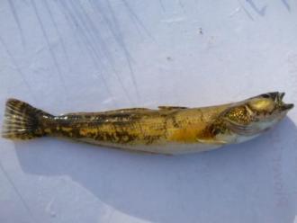 Anglesea Estuary Fish kill: Tupong