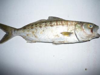 Anglesea Estuary Fish Kill: Australian  Salmon