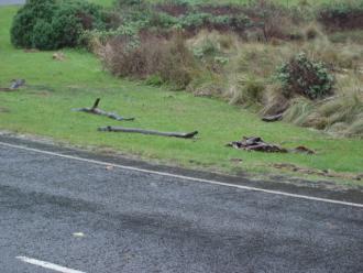 debris and kelp on roadside 110710: seaweed deposited on GOR by high tides