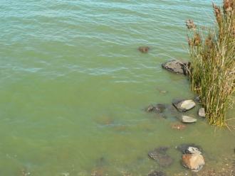 Blue Green Algae Taits Point