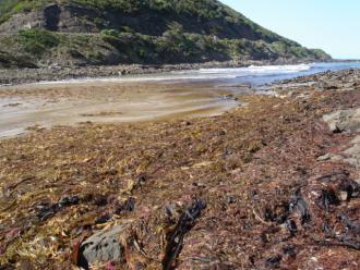seaweed deposit20309.1: Large seaweed deposits after easterly weather pattern