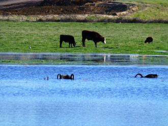 New feeding ground: Black Swans feeding in a flooded paddock.